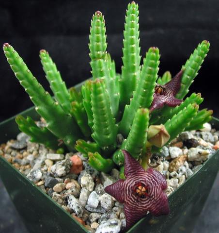 http://www.cloudjungle.com/cloudjungle/Asclepiadaceae/Stapelia/Stapelia paniculata v scitula.jpg